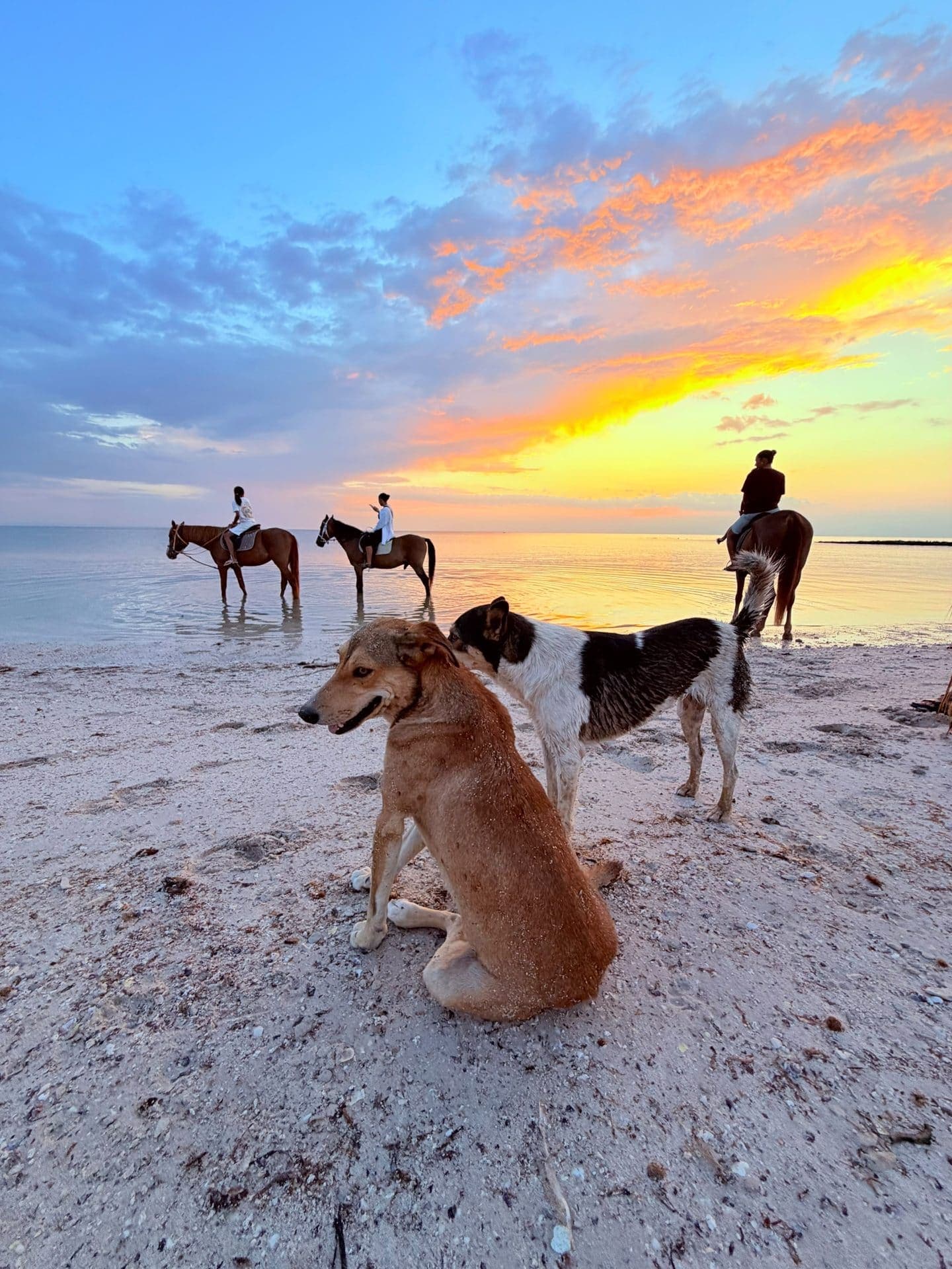 Sidi Jmour à cheval : la côte ouest de Djerba au coucher du soleil — 3