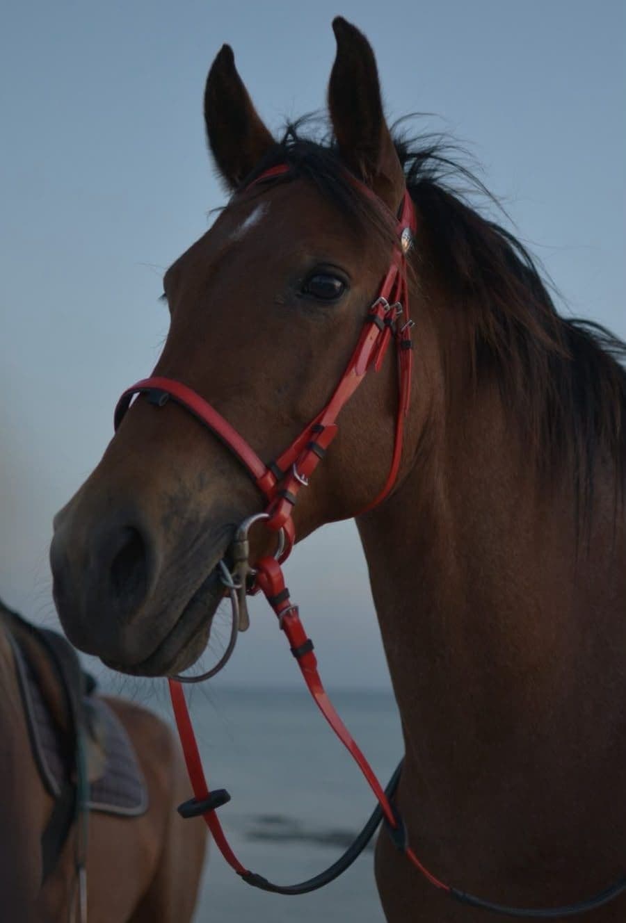 Sidi Jmour à cheval : la côte ouest de Djerba au coucher du soleil — 6
