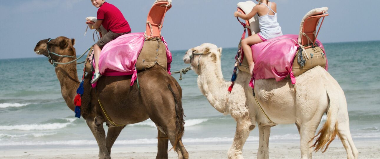 Dromedary ride Group Activity