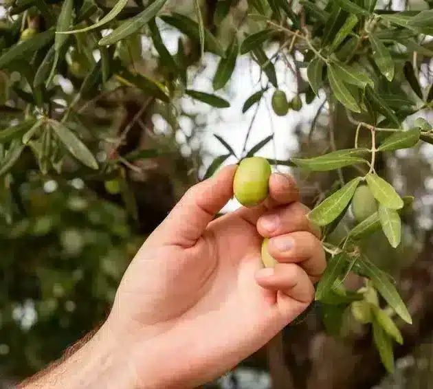 cueillette olives djerba