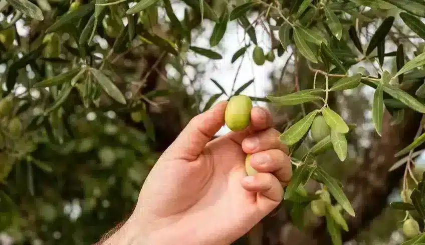 cueillette olives djerba