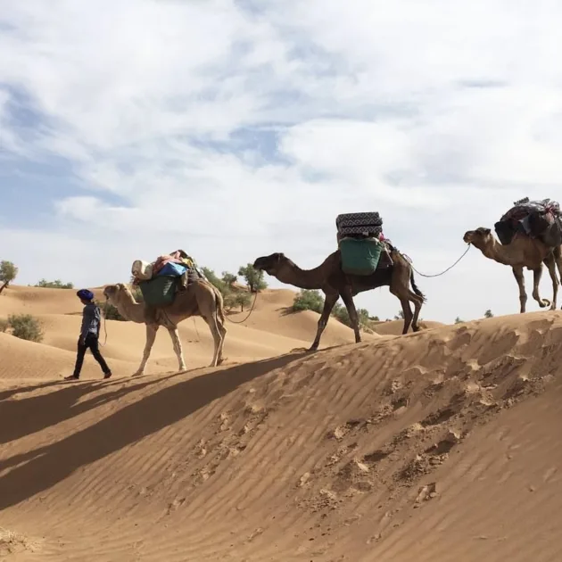 Caravane de chameaux traversant les dunes du Sahara tunisien avec des guides et des touristes