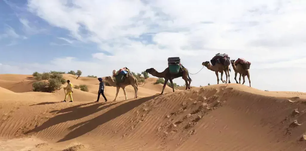 Sahara tunisien guides dromadaires