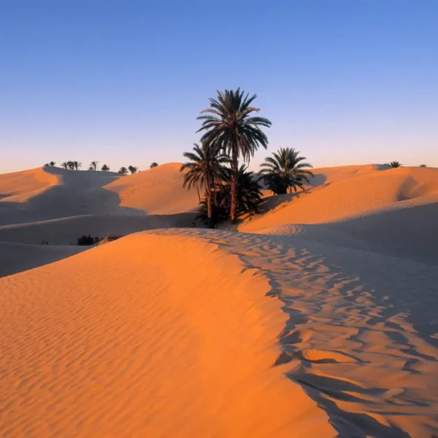 Dunes and Relaxation: A Magical Day at Ksar Ghilane djerba holiday